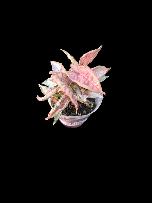 Syngonium Pink Chameleon
