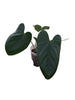 Anthurium Angélit of Panama