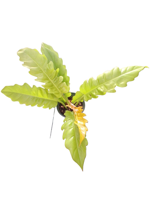 Philodendron Golden Ring of Fire