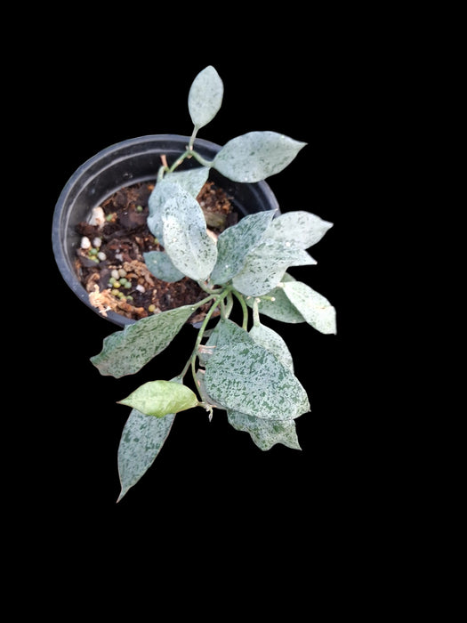 Hoya lacunosa Moonshine