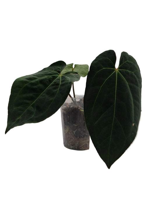 Anthurium dressleri x Anthurium Ecuagenera Jewel (rec.)