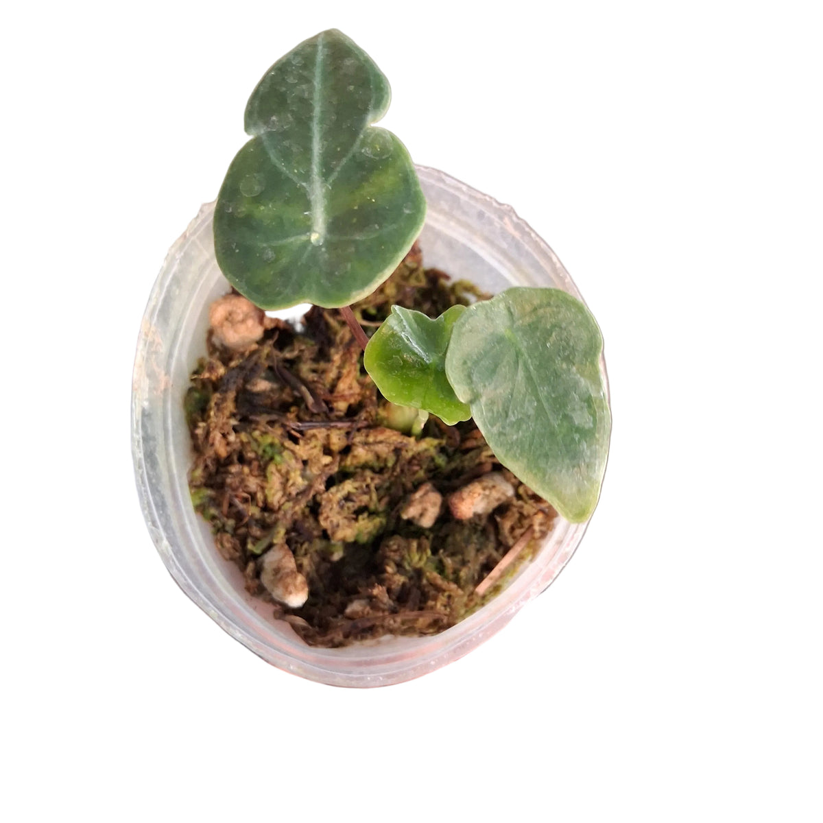Alocasia longiloba 'watsoniana'red vein(S)  Ecuagenera USA Corp