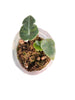 Alocasia longiloba 'watsoniana'red vein(S)