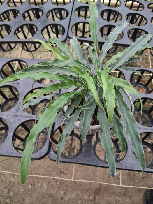 Spathiphyllum sp 'Morona Santiago'