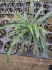 Spathiphyllum Morona Santiago