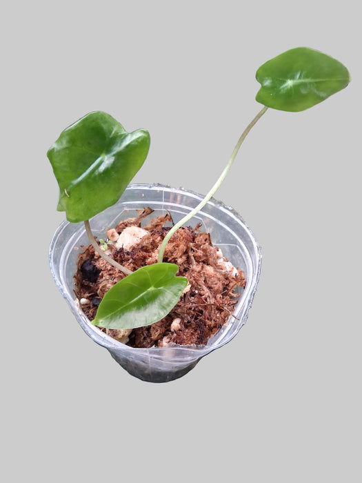 Alocasia Longiloba Suhirmaniana (S)