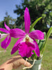 Rhynchobrassoleya Rubi