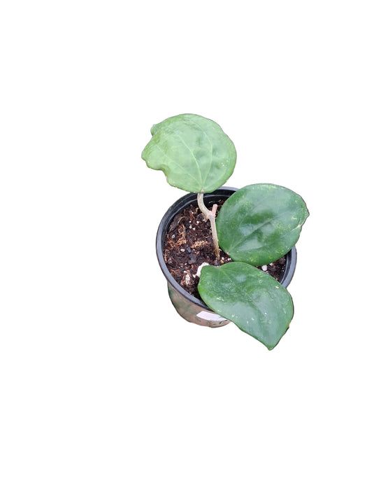 Hoya pentaphlebia