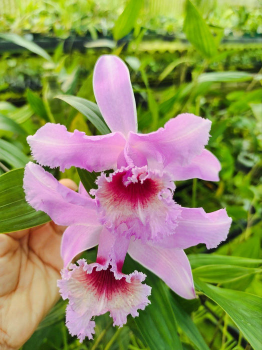 Sobralia Deb Boersma