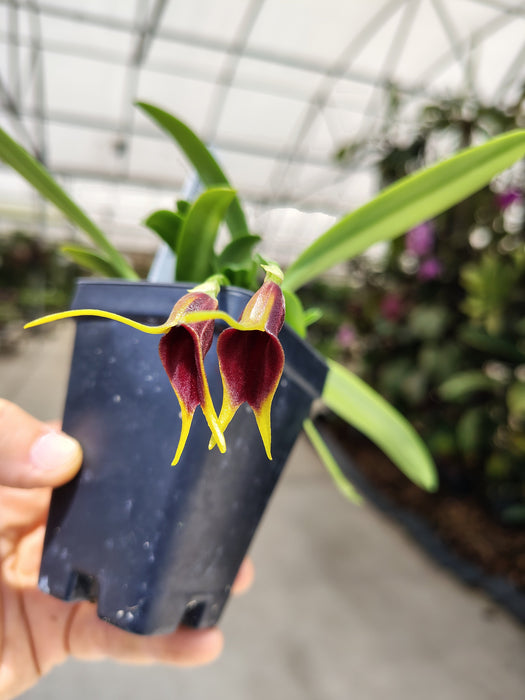 Masdevallia priscillana