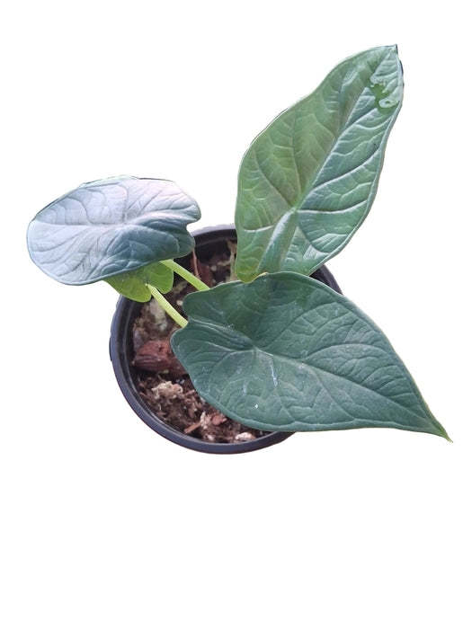 Alocasia 'Dragon Wings'