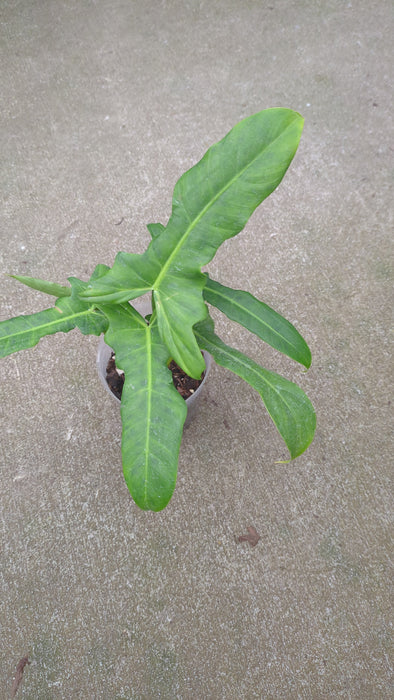 Philodendron Golden Dragon