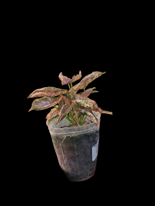Syngonium Pink Chameleon