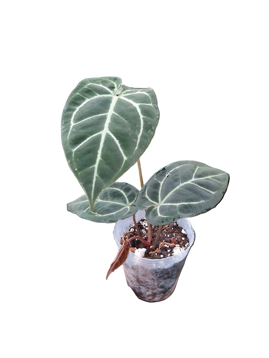 Anthurium besseae aff x (Anth. Dr. Block F2 x NSE Red Crystal)