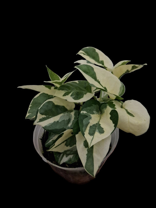 Epipremnum Happy Leaf