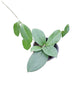 Hoya sp Skow