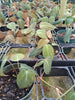Philodendron micans