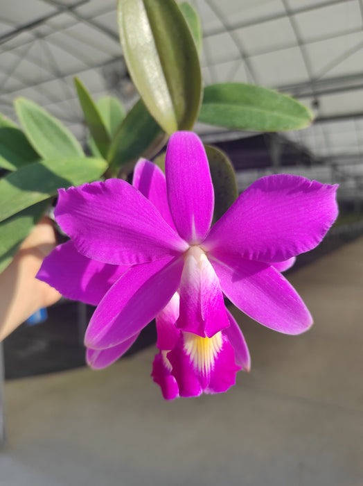 Cattleya violacea
