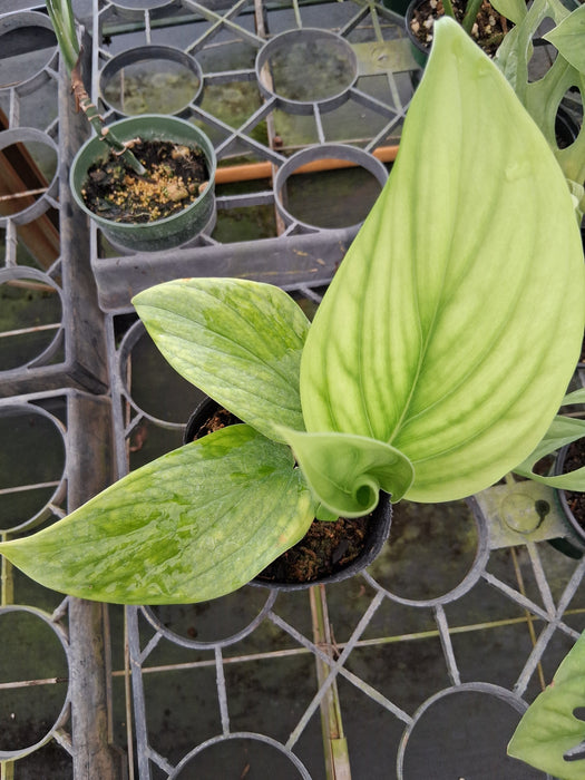 Monstera spruceana aff