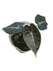 Alocasia Longiloba Suhirmaniana (S)