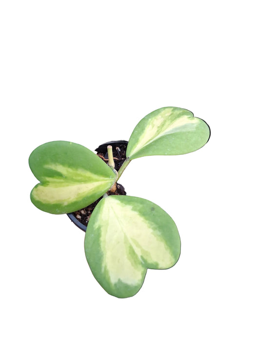 Hoya kerrii new moon