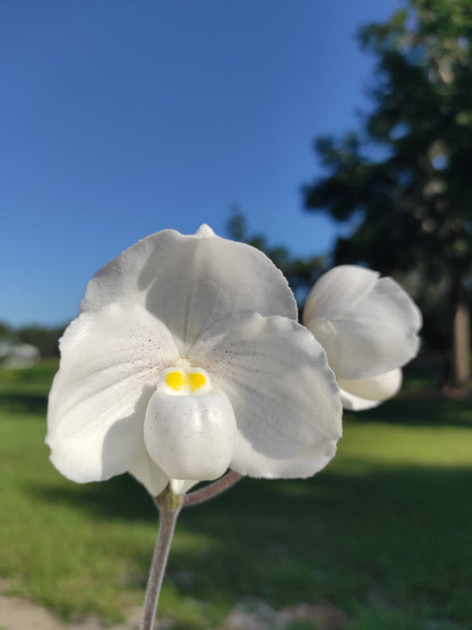 Paphiopedilum niveum