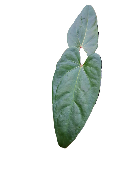 Anthurium Magnificent Girl 'Inverse crossing' x Anth. nigrolaminum 'Gigi' (seedling)