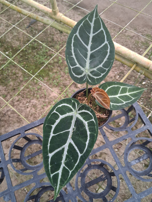 Anthurium crystallinum x Anthurium Silver Blush