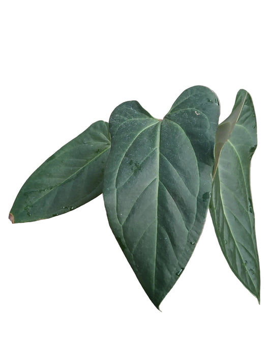 Anthurium Magnificent Girl 'Inverse crossing' x Anthurium nigrolaminum 'Gigi'
