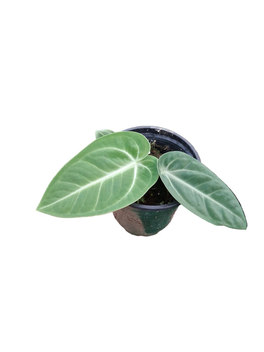 Anthurium villenaorum (seedling)