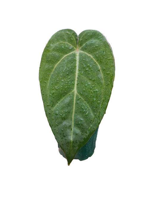 Anthurium Silver Blush x Anthurium Fantasy (seedling)