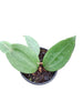 Hoya cinnamomifolia var cinnamomifolia