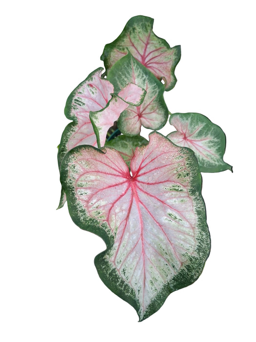 Caladium Lush Peach
