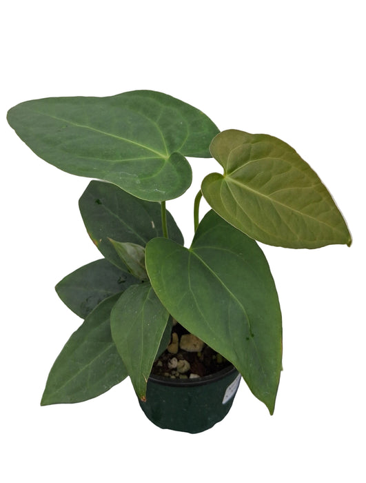 Anthurium Wonder x Anthurium Lightning (seedling)