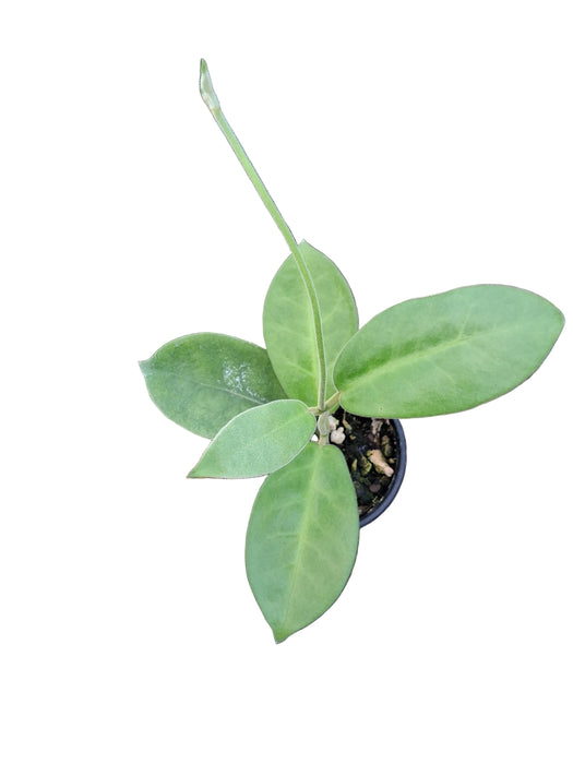 Hoya albiflora