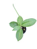 Hoya albiflora