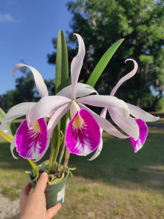 Brassocattleya Maria Hatnay