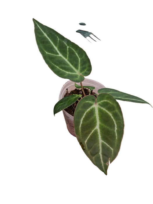 Anthurium black velvet (S)