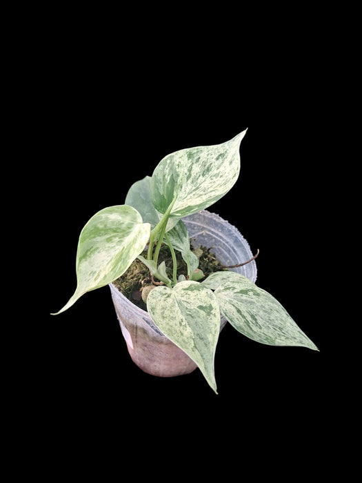 Philodendron Oxycardium var. (seedling)