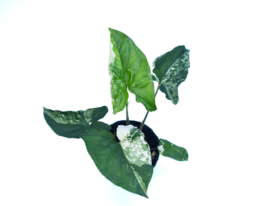Syngonium podophyllum variegado
