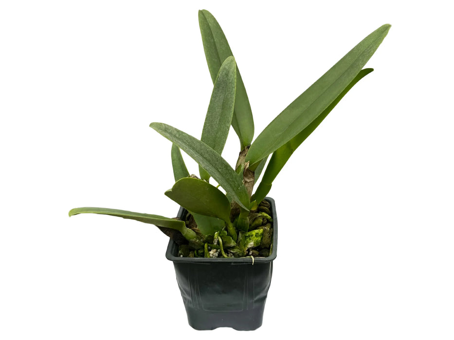 Rhyncholaeliocattleya Maria Angamarca