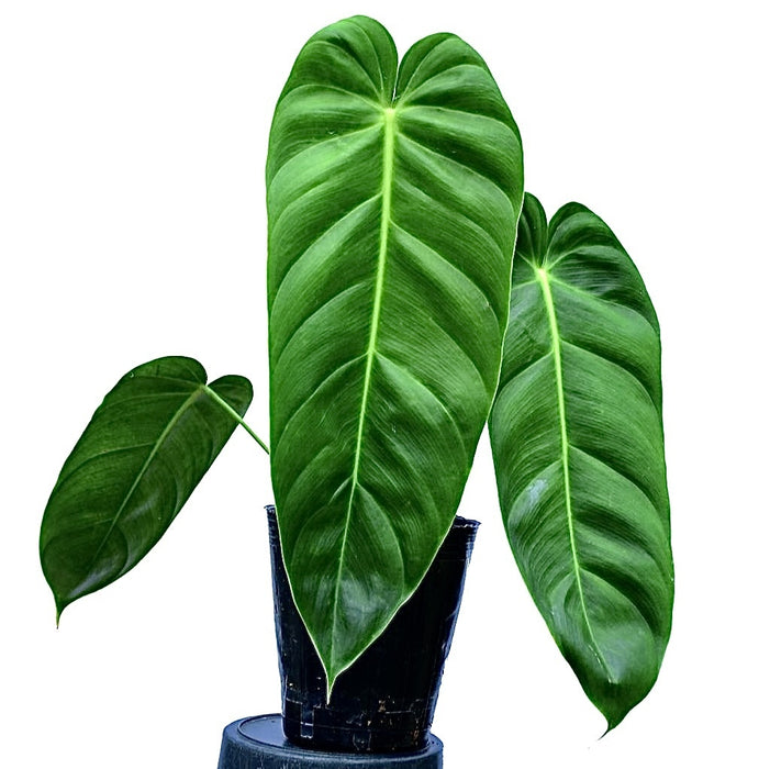 Philodendron Green Sky Hort