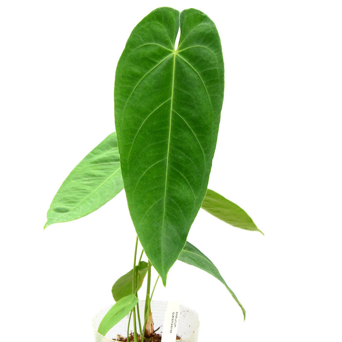 Anthurium queremalense - seedling