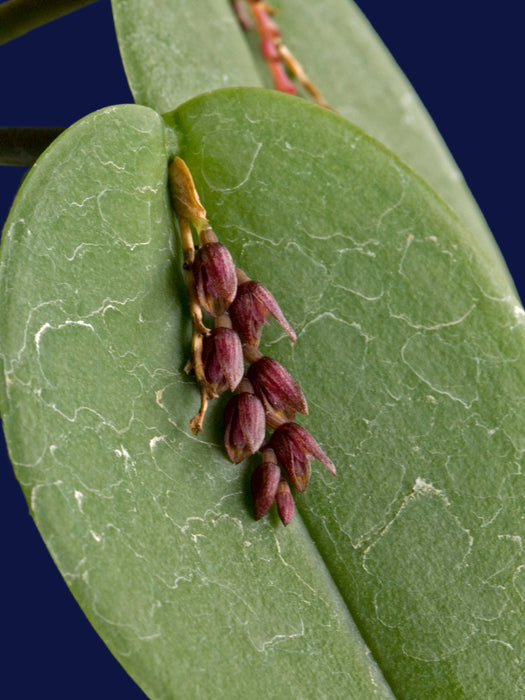 Acianthera prolifera