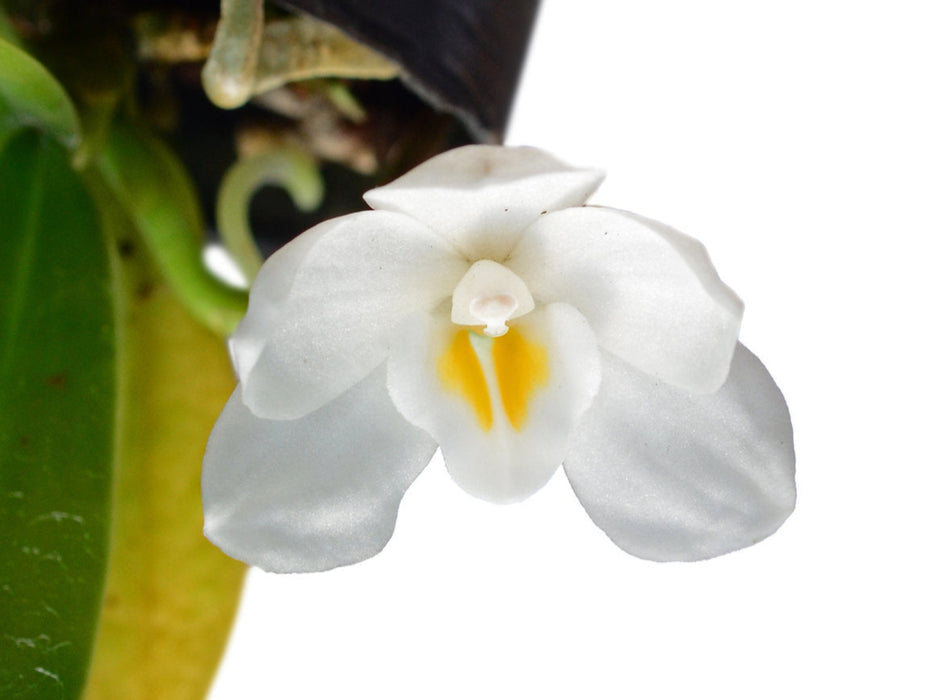 Amesiella philippinensis