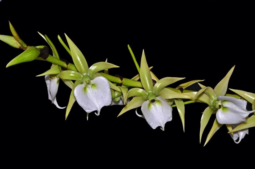 Angraecum eburneum subsp. superbum