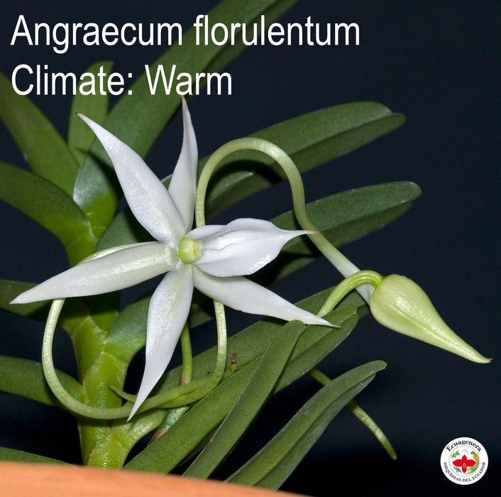 Angraecum florulentum