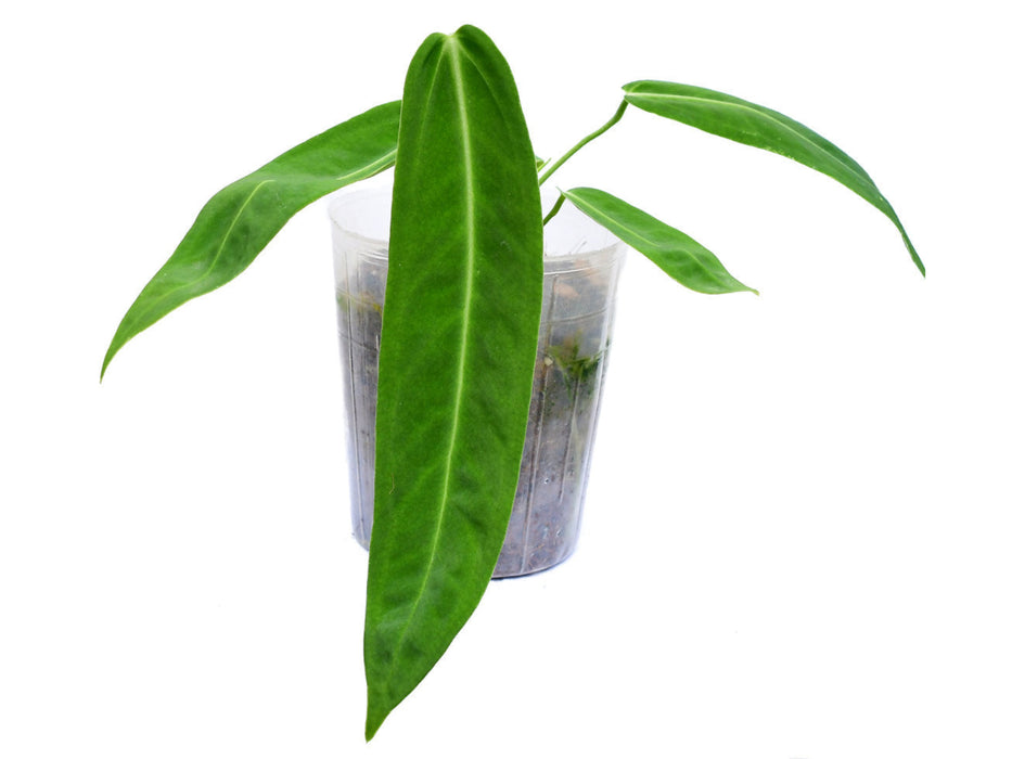 Anthurium Amazon Princess