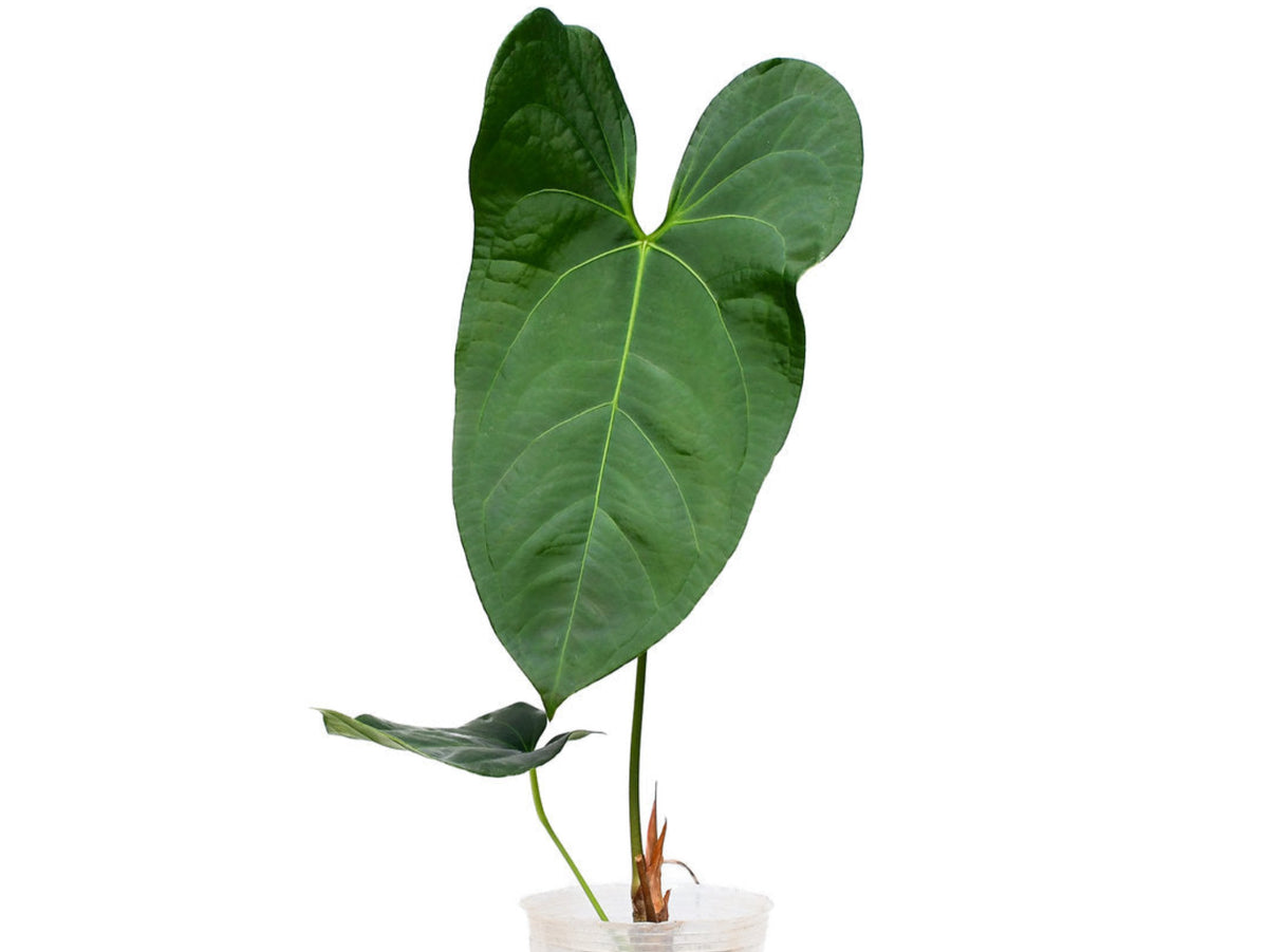 アンスリウム　Sp. The Hope of The Amazon Anthurium Amazon Rabbit Inverse - Elegant Veined Hybrid