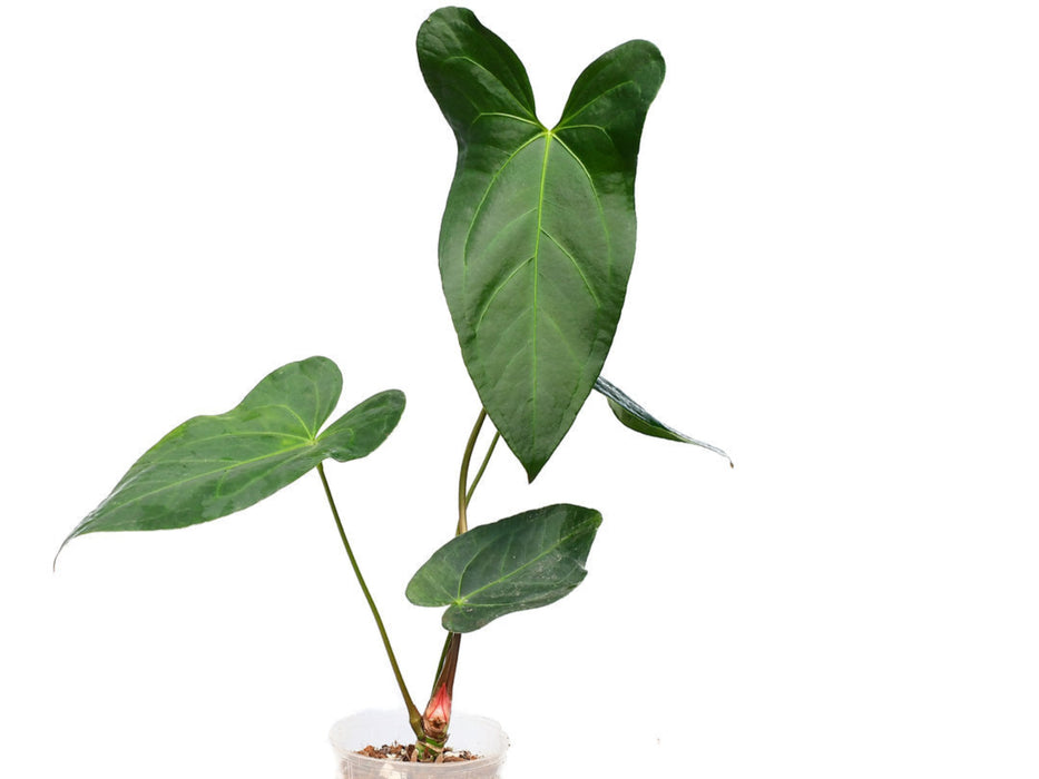 philodendron rabbit Anthurium Amazon Rabbit